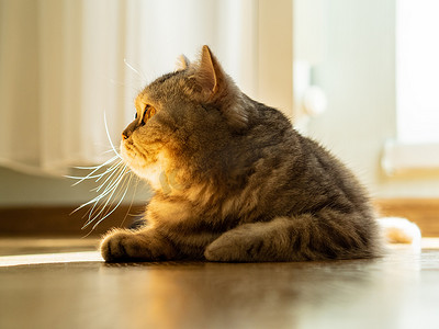 猫躺在地板上，目光转向侧面，一束阳光从窗户射出，轮廓光