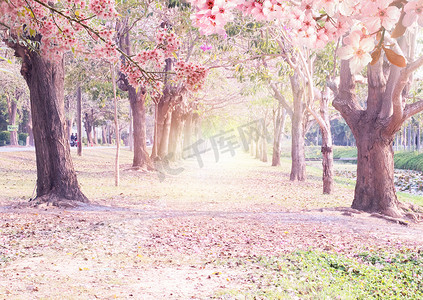 玫瑰红摄影照片_隧道粉红色花朵 Tabebuia Rosea 开花。Tabebuia Rosea”树在泰国佛统府开花