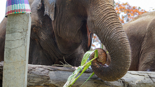 象鼻子糕摄影照片_在泰国清迈省湄唐的大象护理保护区，大象以甘蔗和竹子为食时的鼻子特写。