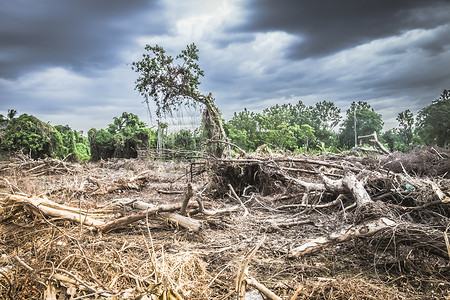 气候摄影照片_森林砍伐环境破坏-热带雨林毁于建筑