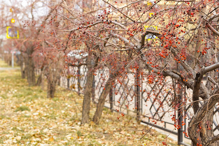 秋季路边人行道上种着红色果浆的海棠树，秋季城市景观