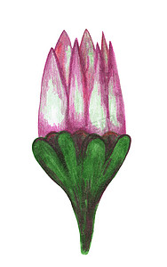 手绘粉色花卉摄影照片_手绘红菊花在白色背景下被隔离。