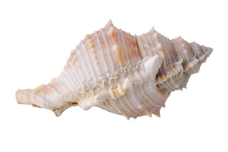 花贝壳摄影照片_海贝壳安排孤立在白色背景上。