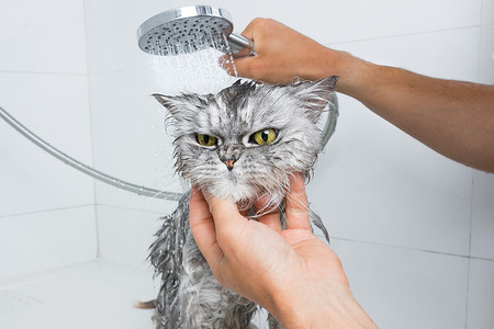 有趣的灰色波斯猫在淋浴或浴缸。