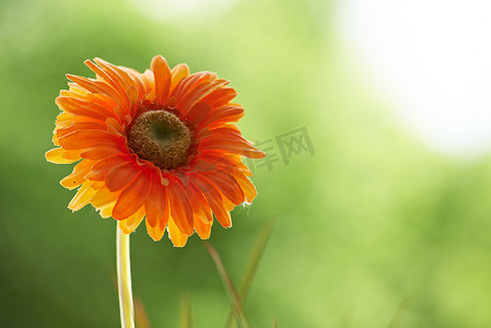 一朵橙色菊花的特写镜头。