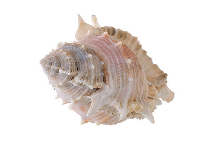 海贝壳排列隔离在白色背景上。
