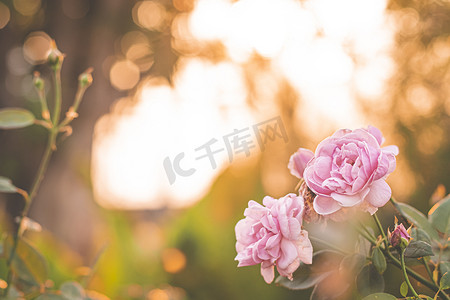 花园里的粉红玫瑰，明亮的夕阳，花卉背景。