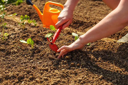 年轻女子的手用小蛴螬锄挖小洞，手用橙色洒水罐在地里种苗。
