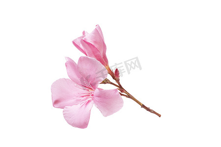 粉红色的夹竹桃花和叶子在白色背景下被隔离