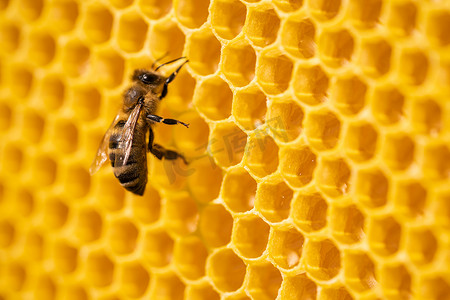 工蜂处理花粉并将蜂蜜泵入蜂巢。