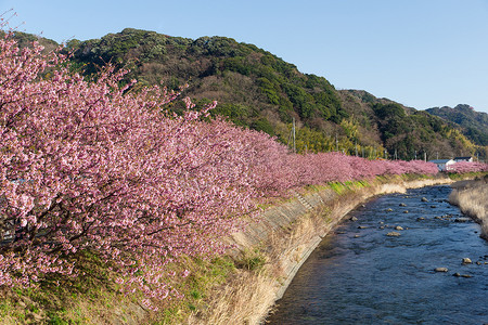 樱花盛开和河流