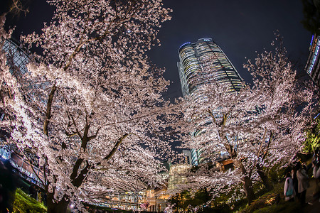 樱花山摄影照片_重花园夜樱花和六本木新城