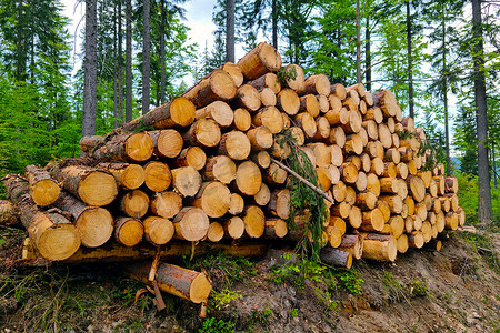原木风干花摄影照片_地上堆放着砍伐树木的原木。
