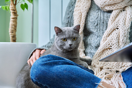 晒冬天摄影照片_猫特写镜头在主人身旁晒暖气，穿着暖和的衣服和暖气片