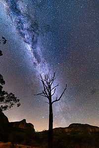 石花园和孤树上的繁星夜空