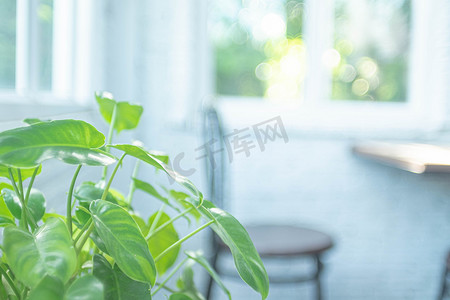 室内植物在抽象模糊的咖啡馆餐厅上发现了槟榔绿树作为模糊的背景。
