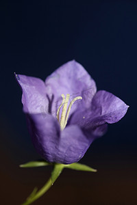 蓝色菱形摄影照片_蓝色花朵盛开的特写时尚植物背景风铃草属菱形科风铃草科大尺寸印花高品质