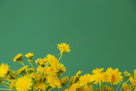 绿色背景上的黄色蒲公英花，带有文本的空间。