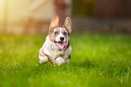 阳光奔跑摄影照片_阳光明媚的日子里，快乐的柯基犬小狗在户外草地上奔跑。