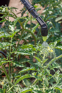 农药喷撒摄影照片_撒上番茄灌木丛。