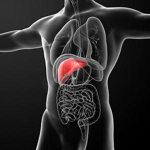 胃肝肾摄影照片_人体消化系统肝红色