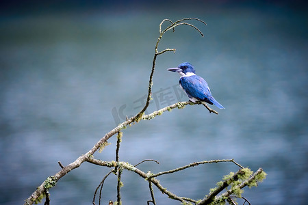 雄性带翠鸟 (Megaceryle alcyon) 栖息在北卡罗来纳州查图吉湖的一根枯枝上。