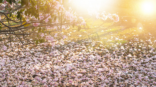 飘落的粉色花瓣摄影照片_春天阳光下自然背景下浪漫的樱花落在地上