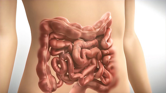 大肠包括结肠、直肠和肛门。