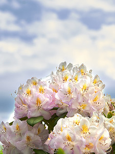 杜鹃花是石南科 1,024 种木本植物的一个属，常绿或落叶，主要分布在亚洲，但也广泛分布于北美阿巴拉契亚山脉的南部高地。