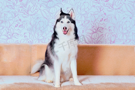整整齐齐摄影照片_西伯利亚哈士奇狗的特写，沙发上坐着洗得整整齐齐的毛皮