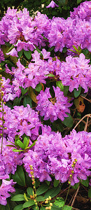 杜鹃花是石南科 1,024 种木本植物的一个属，常绿或落叶，主要分布在亚洲，但也广泛分布于北美阿巴拉契亚山脉的南部高地。