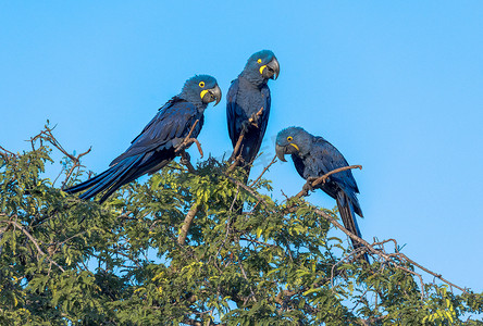 风信子金刚鹦鹉在巴西潘塔纳尔湿地交谈。