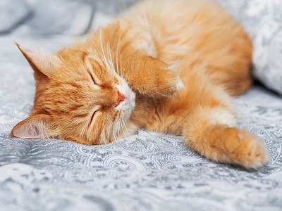 可爱的姜猫趴着睡觉。