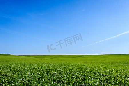 乌克兰绿色麦田、蓝天和太阳、白云。