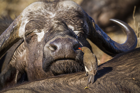 南非克鲁格国家公园的非洲水牛和红嘴啄木鸟