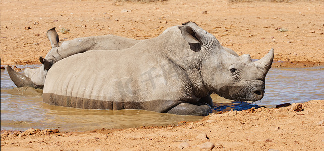 两只黑犀牛在非洲炎热的野生动物保护区的干沙野生动物保护区里享受凉爽的泥浴。