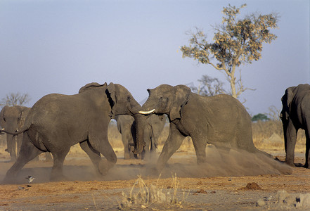 大象打斗，博茨瓦纳，非洲