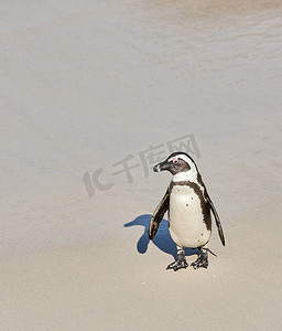 南非开普敦博尔德斯海滩的黑脚企鹅，在沙滩上有复制空间。
