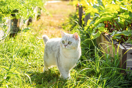 夏天，迷人的白色纯种猫在一张铺着绿甜菜叶的床边散步