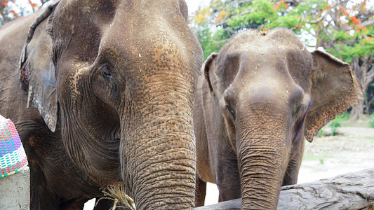 象鼻子糕摄影照片_在泰国清迈省湄唐的大象护理保护区，大象以甘蔗和竹子为食时的鼻子特写。