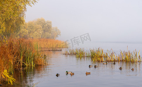 第聂伯河上的秋雾与野鸭