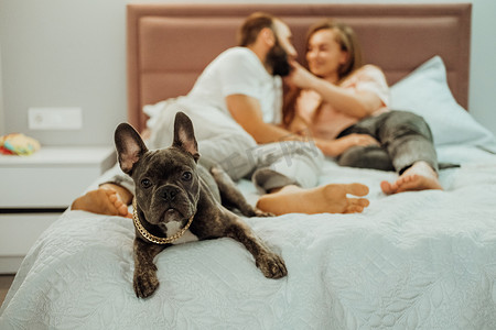 带金链的法国斗牛犬躺在床上，背景是快乐的男女，家里有宠物的家庭