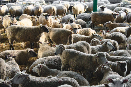 养牛场里有一大群未剪毛的羊