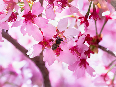 春天树叶飞摄影照片_昆虫蜜蜂飞到樱花树枝上采蜜。