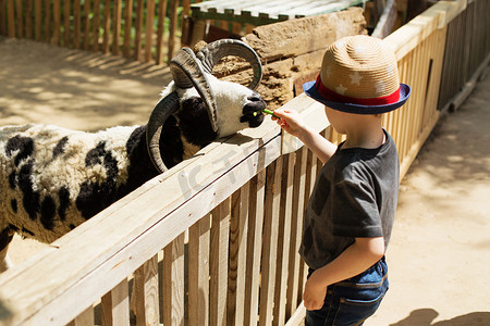 动物农场摄影照片_小孩子在动物农场喂大公羊