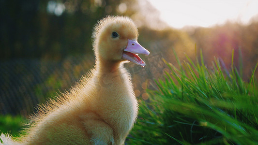 小鸭摄影照片_绿草上的小可爱黄色小鸭