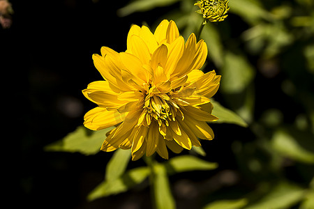 一朵菊花摄影照片_一朵黄色菊花的特写