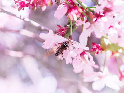 昆虫蜜蜂飞到樱花树枝上采蜜。
