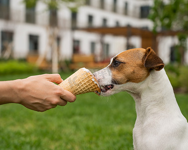 女人在炎热的夏日用冰淇淋甜筒喂杰克罗素梗犬。