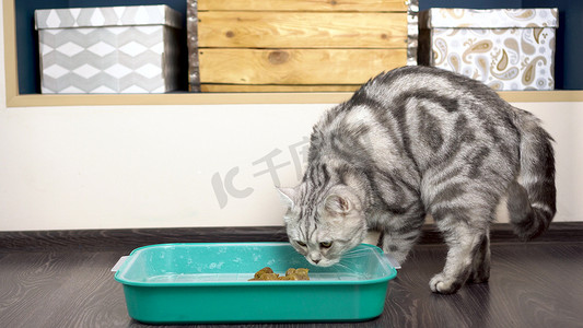 一只灰色的英国猫把便便埋在托盘里。